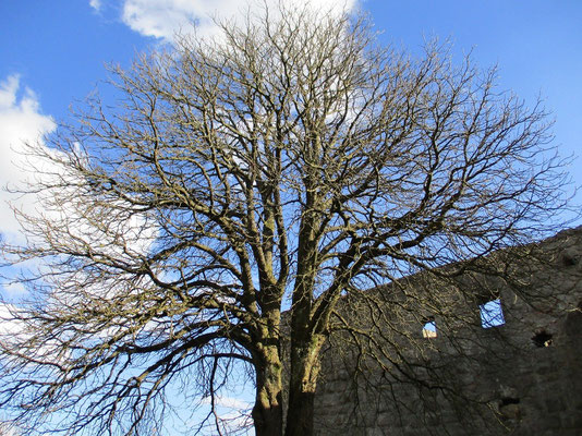 Im Innenhof der Burg steht heute dieser Baum, früher war hier ein Brunnen 