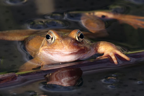 Grasfrosch  ( Rana temporaria )