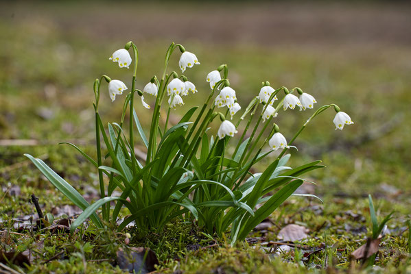 Frühlingsknotenblume  ( Leucojum vernum )