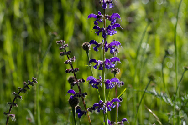 Wiesensalbei ( Salvia pratensis )