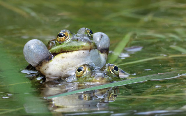 Teichfrosch ( Pelophylax )