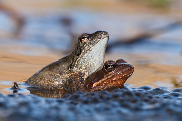 Grasfrosch  ( Rana temporaria )