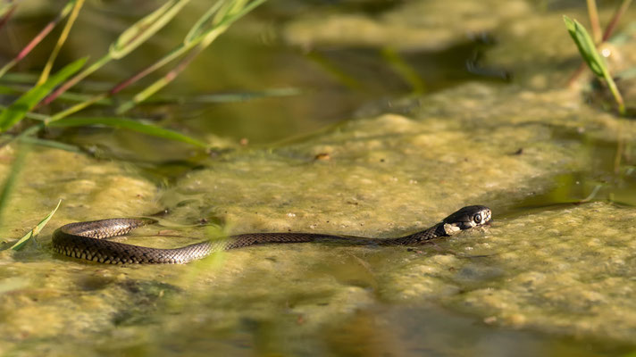 Ringelnatter   ( Natrix natrix )