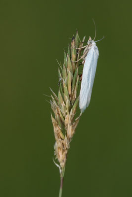 Weißer Graszünsler  Crambus perlella )