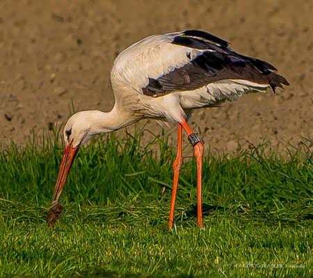 der storch wurde in der Schweiz beringt