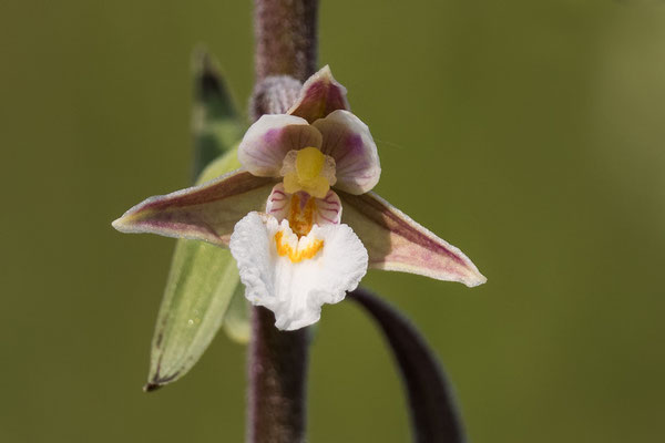 Sumpf-Stendelwurz  ( Epipactis palustris )