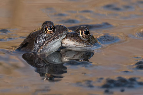 Grasfrosch  ( Rana temporaria )