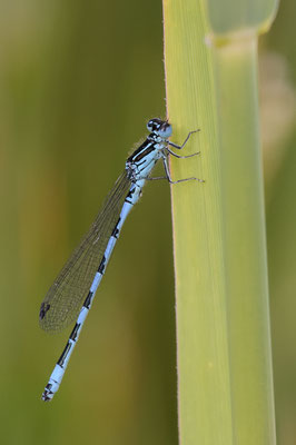 Helm-Azurjungfer ( Coenagrion mercuriale )