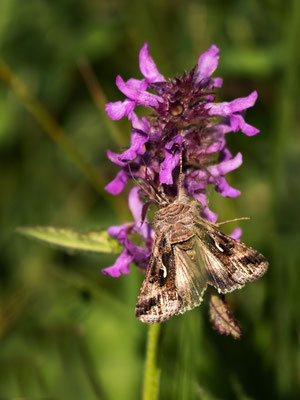 Gammaeule  ( Autographa gamma )