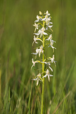 Weiße Waldhyazinthe  ( Platanthera bifolia )  RLD 3