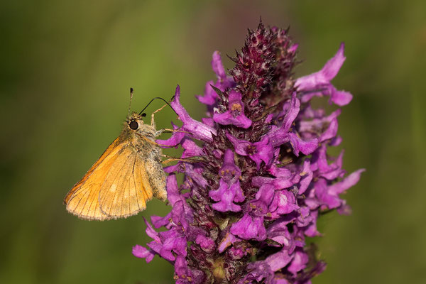 Rostfarbener Dickkopffalter  ( Ochlodes sylvanus )