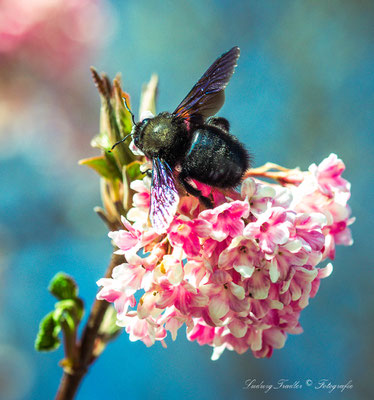 die blaue Holzbiene im garten 