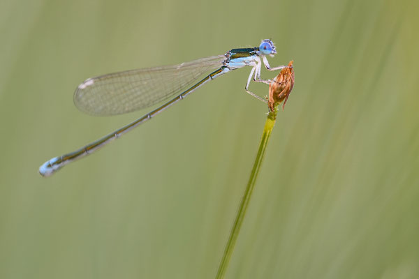 Zwerglibelle  ( Nehalennia speciosa ) RLB 1