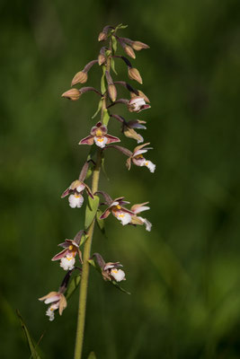 Sumpf-Sendelwurz  ( Epipactis palustris )