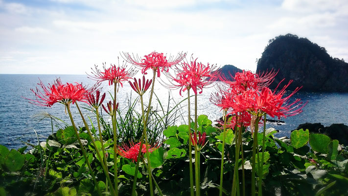 海と彼岸花