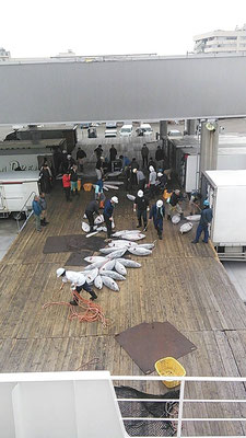 大漁続きの神海丸　多い日は最高３トン越えだったのだとか！　