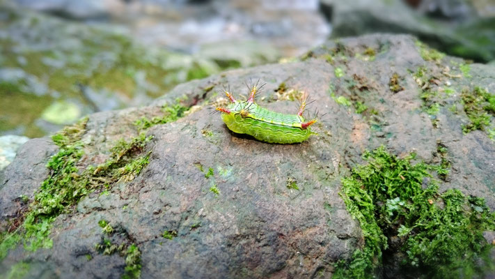 ウミウシ状のイモムシ ちょっと不気味(;'∀')