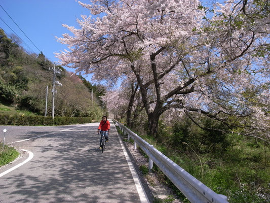 桜のトンネル いつかまたここを自転車で走りたい