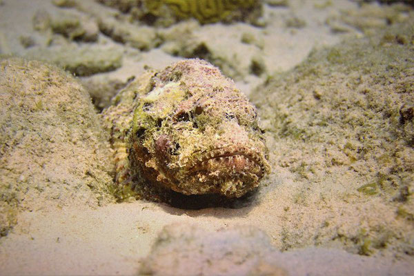 Scorpionfish-Urlaub-auf-Curacao