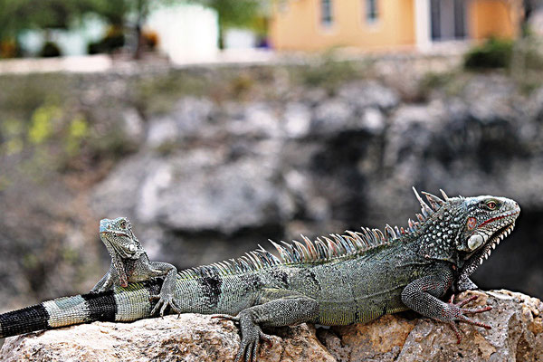 iguana-urlaub-curacao-ferienhaus-karibik (4)