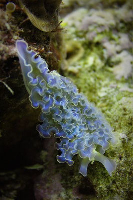 Blumenkohlsackzungen-Schnecke-Urlaub-Curacao