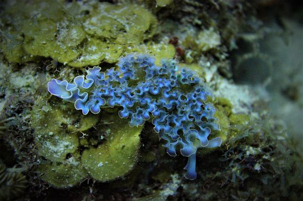 Blumenkohlsackzungen-Schnecke-Urlaub-Curacao