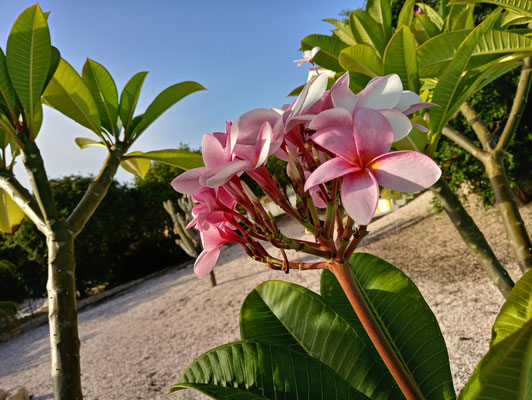 Pflanzen-Urlaub-Curacao-CAS-BON BINI-Villapark Fontein-6
