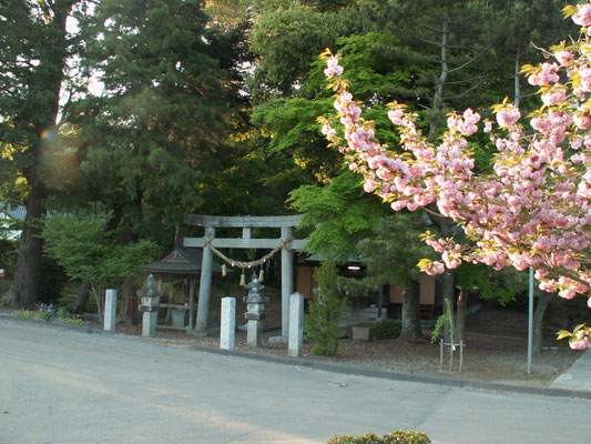 写真E 羽梨山神社2　桜と羽梨山神社。