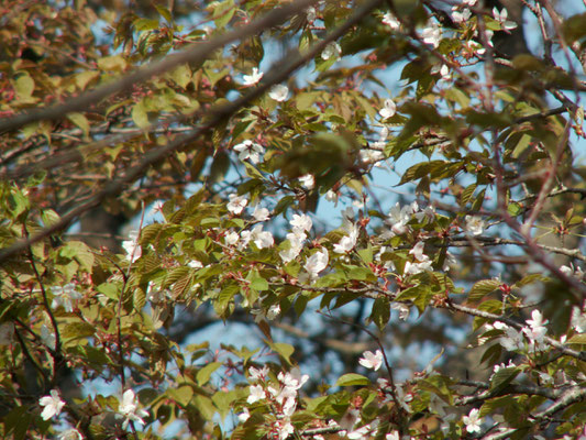 写真D 難台山頂の桜