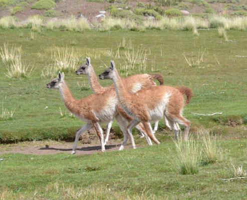 GUANACO : PATAGONIE