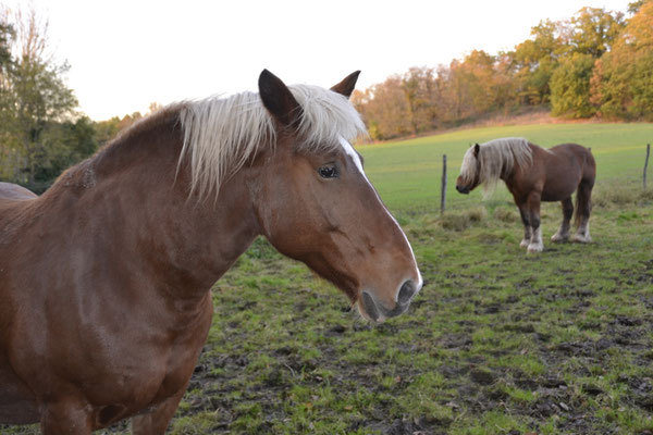 CHEVAUX : YONNE