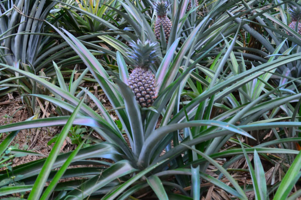 Champs d'ananas 