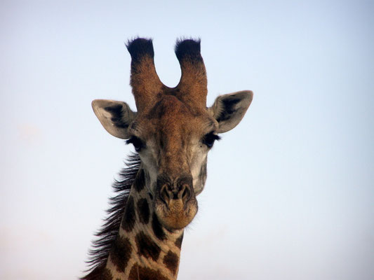 GIRAFE : AFRIQUE DU SUD