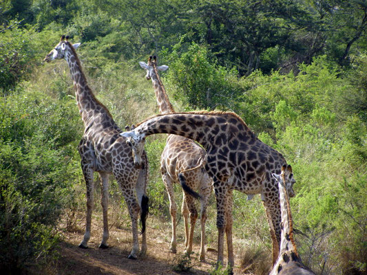 GIRAFE : AFRIQUE DU SUD