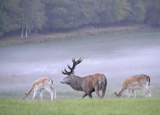 CERFS : BOUTISSAINT