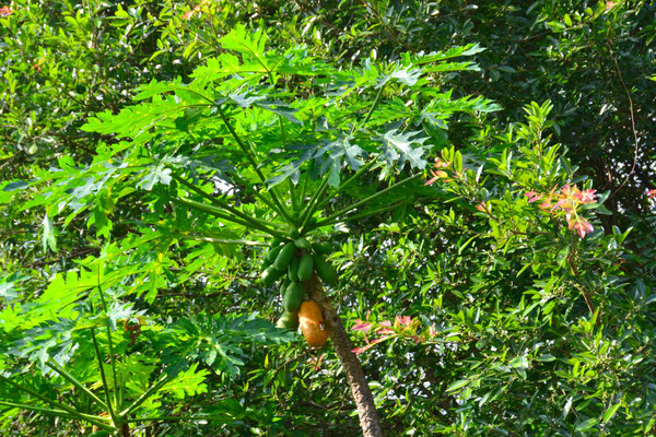 Papaye