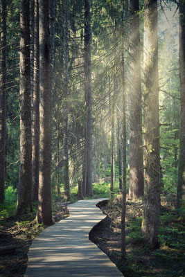 Schwarzwald, Baden-Württemberg, Deutschland