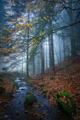Luchspfad, Schwarzwald, Deutschland