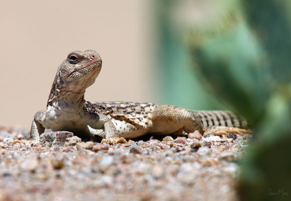 Wild lebendes Reptil, Arizona, USA