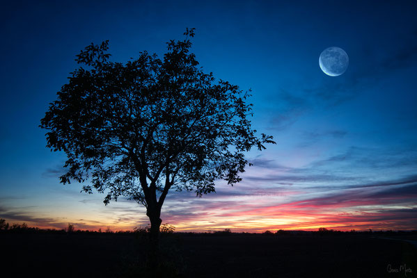 Sonnenuntergang und Mond auf dem Feld, Baden-Württemberg, Deutschland