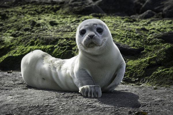 Gestrandeter, wild lebender Seehund, Nordsee, Deutschland