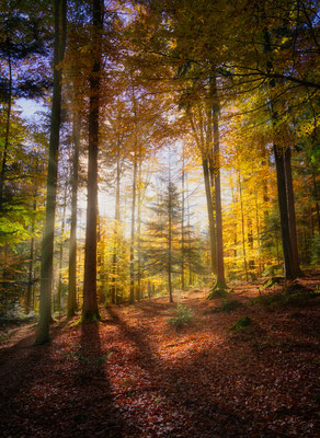 Wildkatzenpfad, Schwarzwald, Deutschland