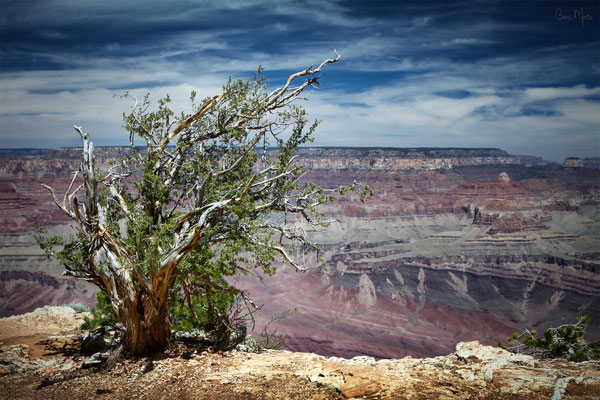 Grand Canyon, Arizona, USA