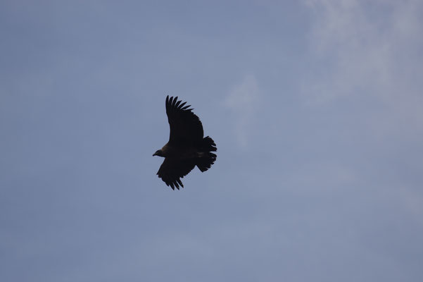 ein brauner condor