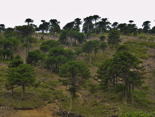Araukarienbäume 