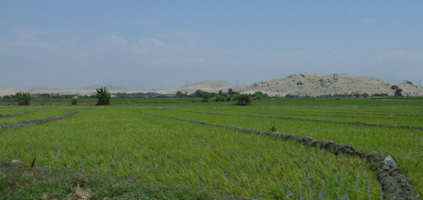 und krass im Vordergrund Reisfelder voller Wasser dahinter Sanddünen