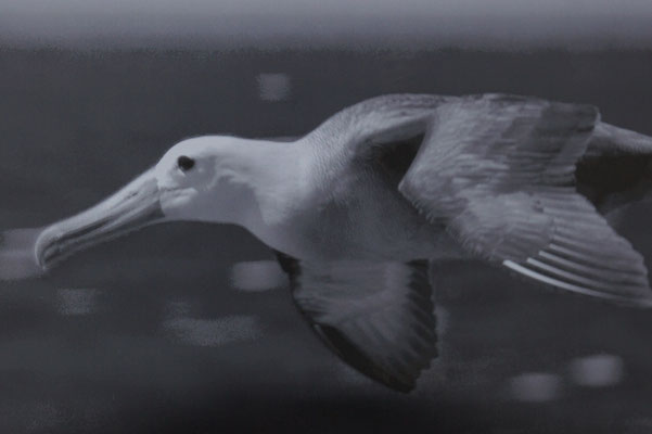 Albatros schwarzweiß