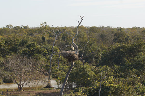 ERscheint einsam der größte Vogel Brasiliens