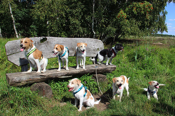 Brezel, Cenia, Frida, Deery, Ebba, Enox und Ajoula