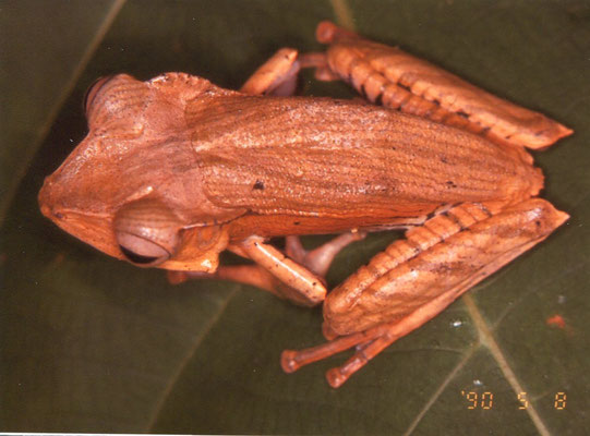 Polypedates ortilophus　サラワク